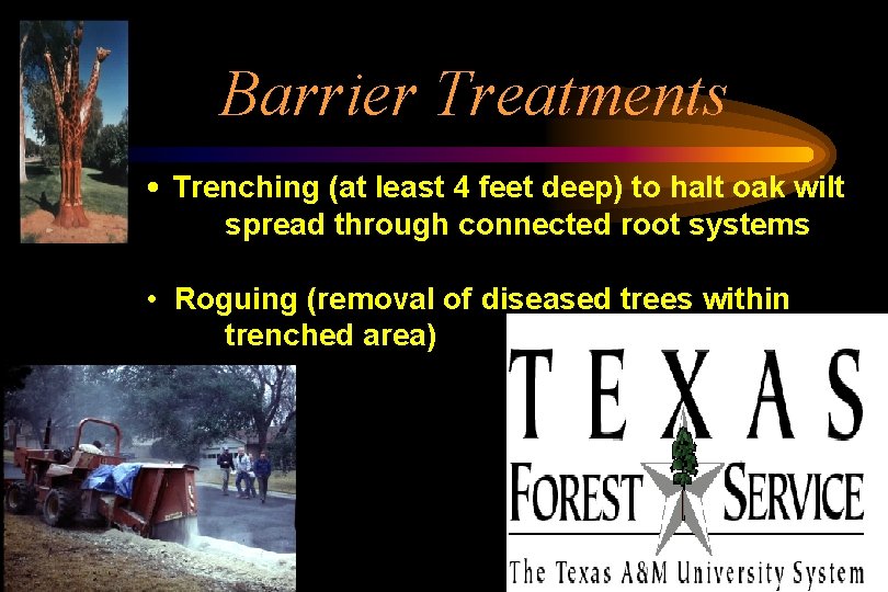 Barrier Treatments • Trenching (at least 4 feet deep) to halt oak wilt spread