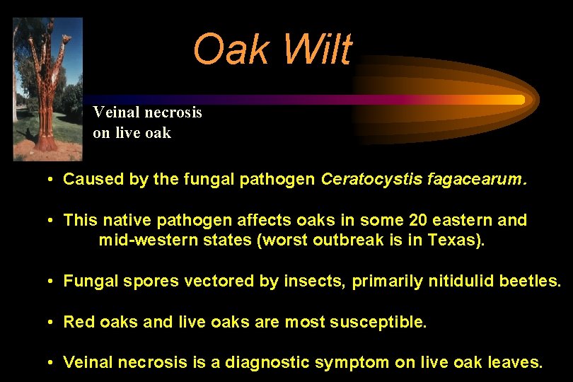 Oak Wilt Veinal necrosis on live oak • Caused by the fungal pathogen Ceratocystis