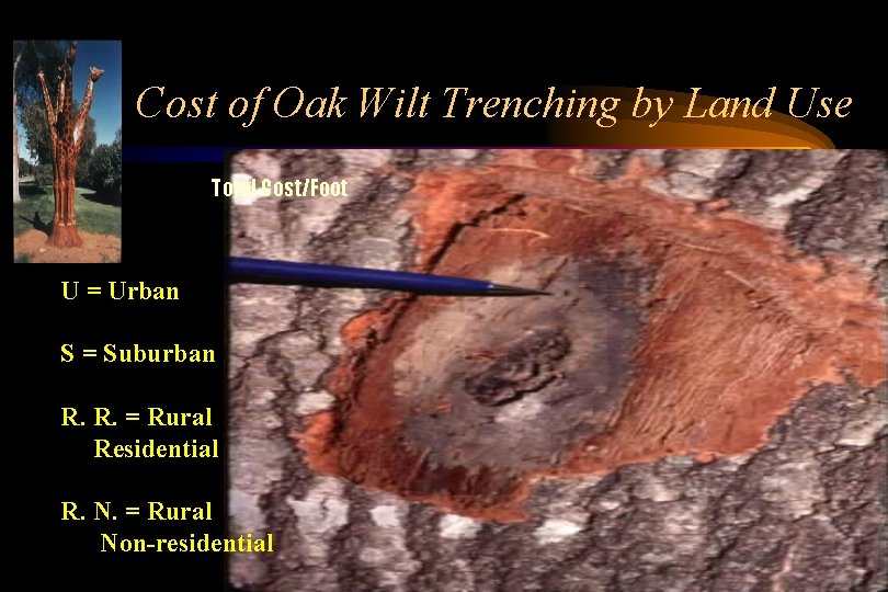 Cost of Oak Wilt Trenching by Land Use Total Cost/Foot U = Urban S