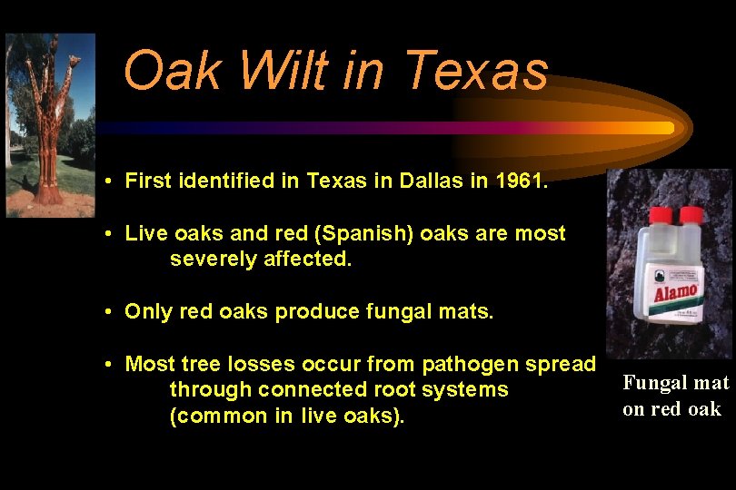 Oak Wilt in Texas • First identified in Texas in Dallas in 1961. •