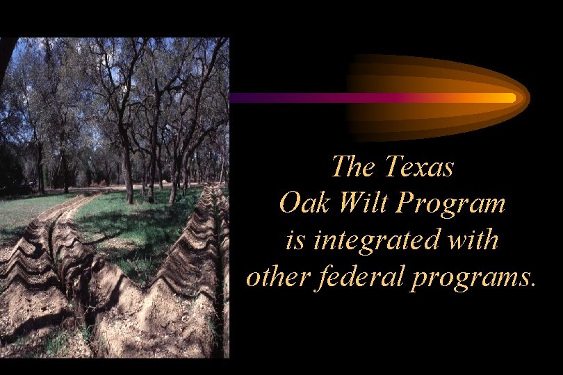 The Texas Oak Wilt Program is integrated with other federal programs. 