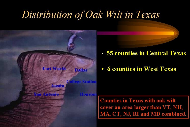 Distribution of Oak Wilt in Texas • 55 counties in Central Texas Fort Worth