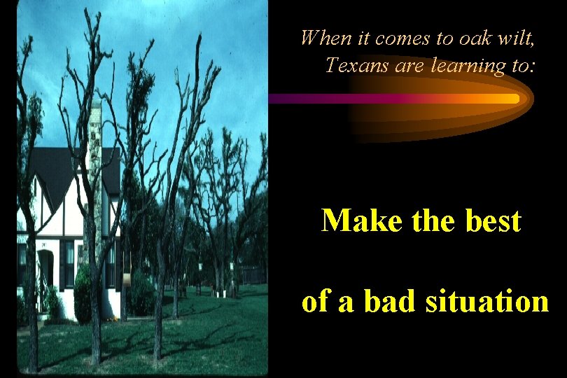When it comes to oak wilt, Texans are learning to: Make the best of