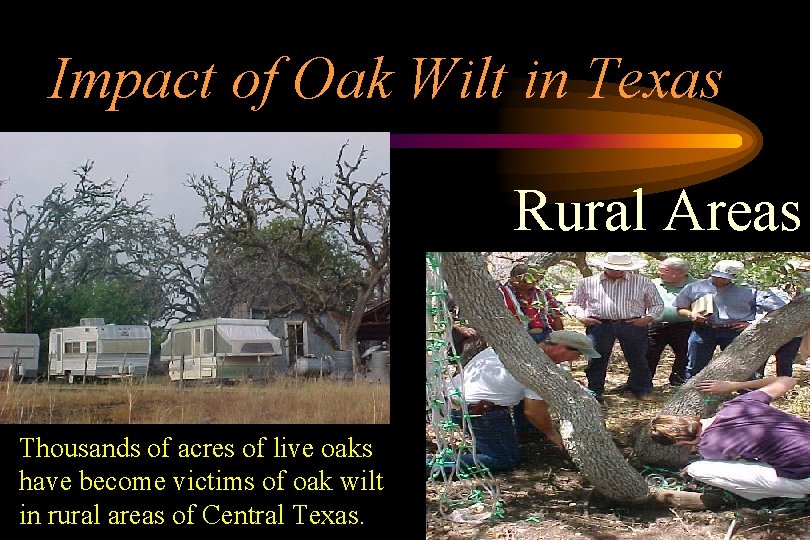 Impact of Oak Wilt in Texas Rural Areas Thousands of acres of live oaks