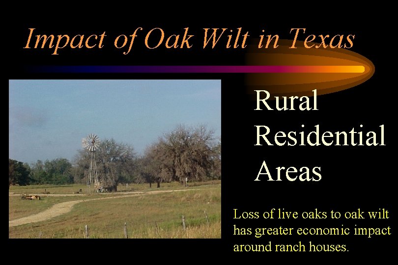 Impact of Oak Wilt in Texas Rural Residential Areas Loss of live oaks to