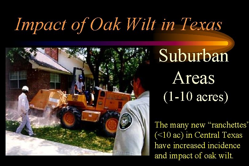 Impact of Oak Wilt in Texas Suburban Areas (1 -10 acres) The many new