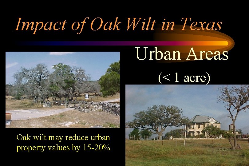 Impact of Oak Wilt in Texas Urban Areas (< 1 acre) Oak wilt may