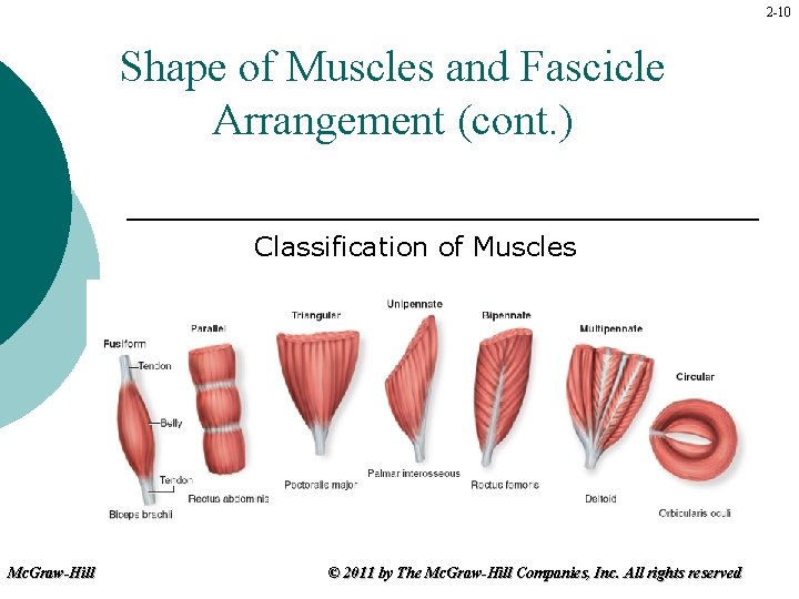 2 -10 Shape of Muscles and Fascicle Arrangement (cont. ) Classification of Muscles Mc.