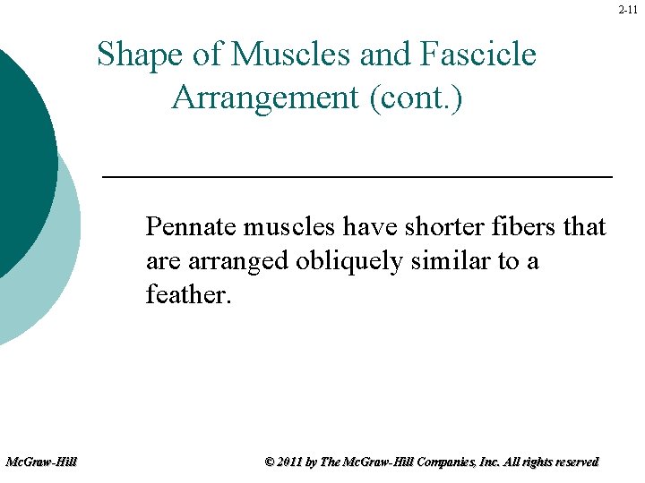 2 -11 Shape of Muscles and Fascicle Arrangement (cont. ) Pennate muscles have shorter