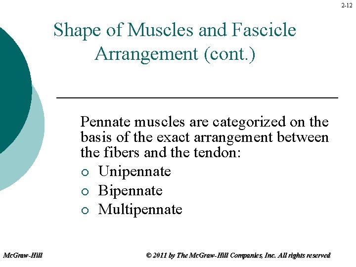 2 -12 Shape of Muscles and Fascicle Arrangement (cont. ) Pennate muscles are categorized
