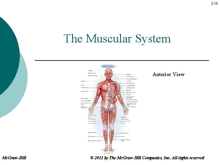 2 -16 The Muscular System Anterior View Mc. Graw-Hill © 2011 by The Mc.