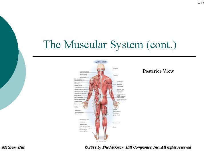 2 -17 The Muscular System (cont. ) Posterior View Mc. Graw-Hill © 2011 by