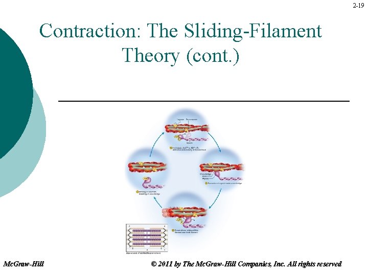 2 -19 Contraction: The Sliding-Filament Theory (cont. ) Mc. Graw-Hill © 2011 by The