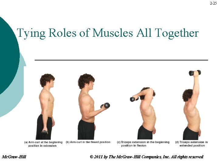 2 -25 Tying Roles of Muscles All Together Mc. Graw-Hill © 2011 by The