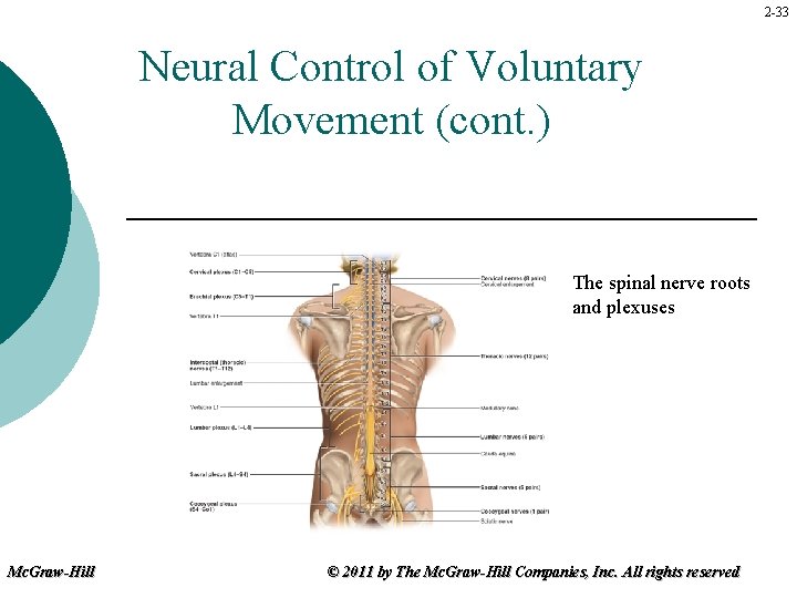 2 -33 Neural Control of Voluntary Movement (cont. ) The spinal nerve roots and