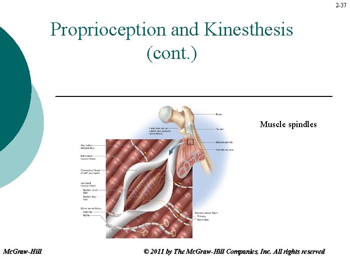 2 -37 Proprioception and Kinesthesis (cont. ) Muscle spindles Mc. Graw-Hill © 2011 by
