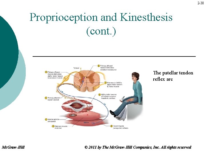 2 -38 Proprioception and Kinesthesis (cont. ) The patellar tendon reflex arc Mc. Graw-Hill