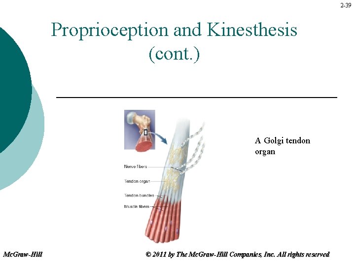 2 -39 Proprioception and Kinesthesis (cont. ) A Golgi tendon organ Mc. Graw-Hill ©