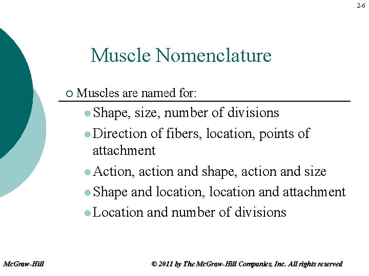 2 -6 Muscle Nomenclature ¡ Muscles are named for: l Shape, size, number of