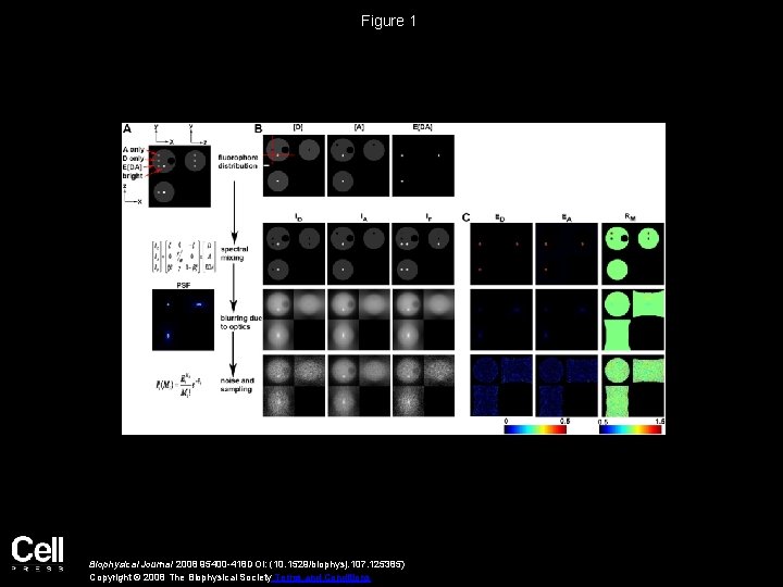 Figure 1 Biophysical Journal 2008 95400 -418 DOI: (10. 1529/biophysj. 107. 125385) Copyright ©