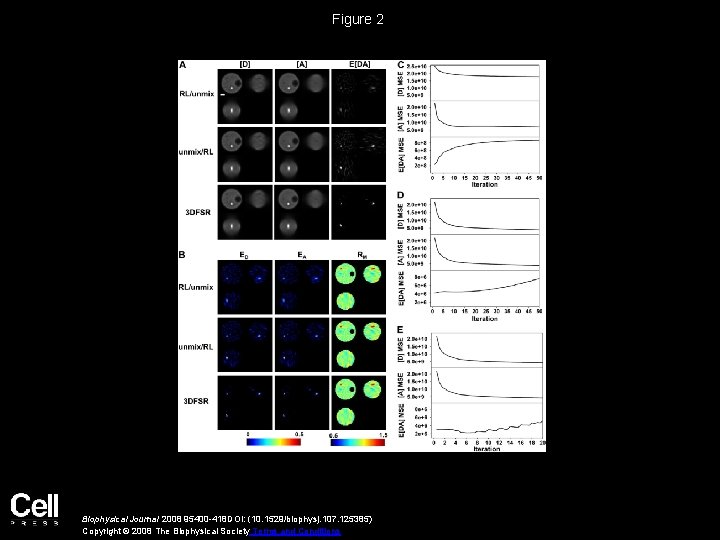 Figure 2 Biophysical Journal 2008 95400 -418 DOI: (10. 1529/biophysj. 107. 125385) Copyright ©