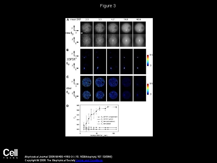 Figure 3 Biophysical Journal 2008 95400 -418 DOI: (10. 1529/biophysj. 107. 125385) Copyright ©