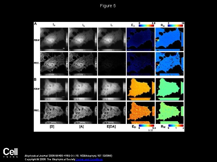 Figure 5 Biophysical Journal 2008 95400 -418 DOI: (10. 1529/biophysj. 107. 125385) Copyright ©