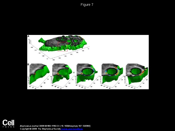 Figure 7 Biophysical Journal 2008 95400 -418 DOI: (10. 1529/biophysj. 107. 125385) Copyright ©