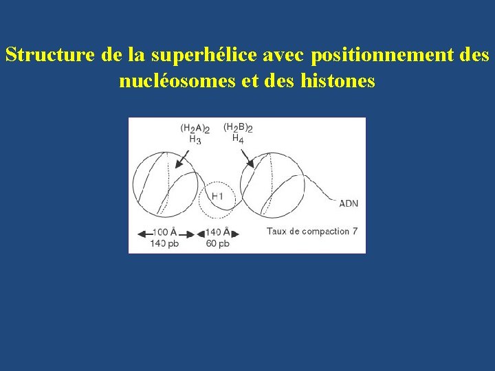 Structure de la superhélice avec positionnement des nucléosomes et des histones 