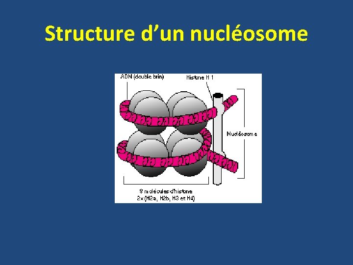 Structure d’un nucléosome 