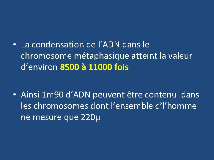  • La condensation de l’ADN dans le chromosome métaphasique atteint la valeur d’environ