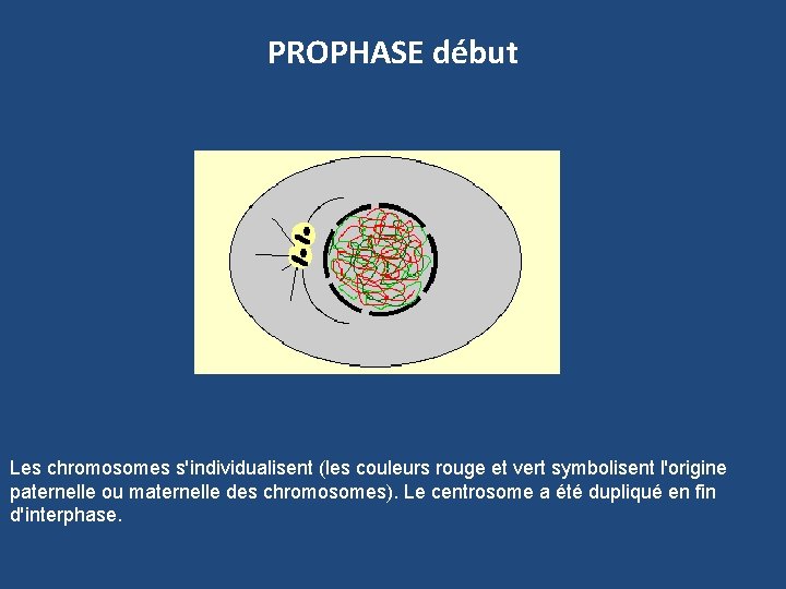 PROPHASE début Les chromosomes s'individualisent (les couleurs rouge et vert symbolisent l'origine paternelle ou