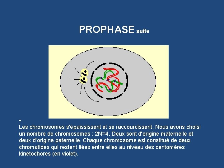 PROPHASE suite Les chromosomes s'épaississent et se raccourcissent. Nous avons choisi un nombre de