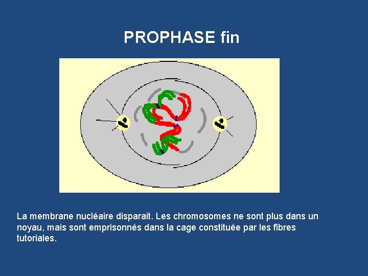 PROPHASE fin La membrane nucléaire disparait. Les chromosomes ne sont plus dans un noyau,