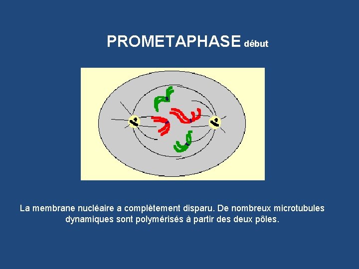 PROMETAPHASE début La membrane nucléaire a complètement disparu. De nombreux microtubules dynamiques sont polymérisés