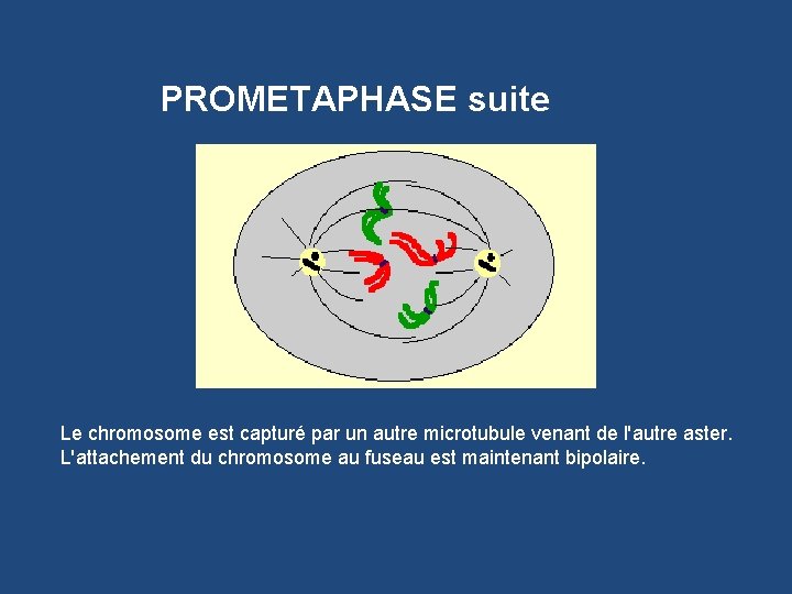 PROMETAPHASE suite Le chromosome est capturé par un autre microtubule venant de l'autre aster.