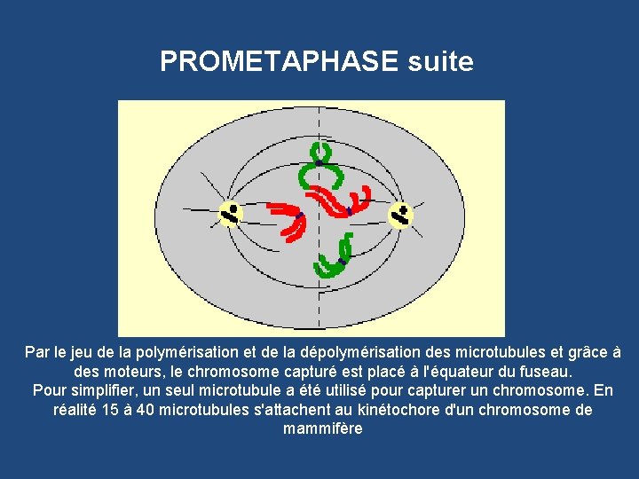 PROMETAPHASE suite Par le jeu de la polymérisation et de la dépolymérisation des microtubules