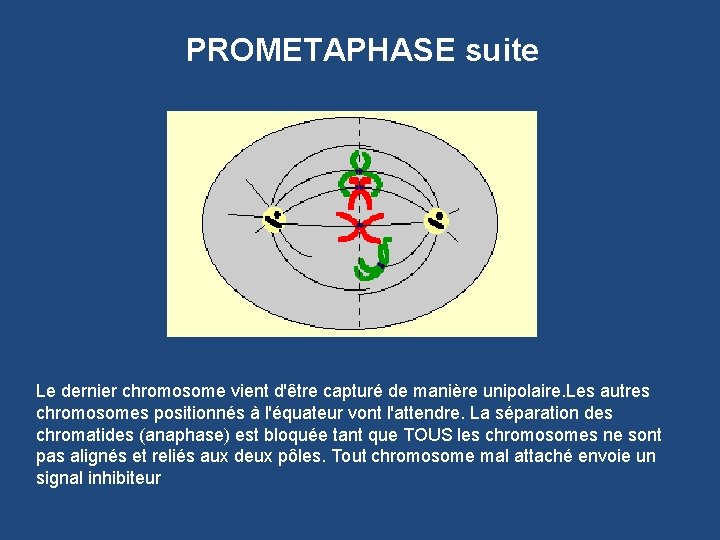 PROMETAPHASE suite Le dernier chromosome vient d'être capturé de manière unipolaire. Les autres chromosomes