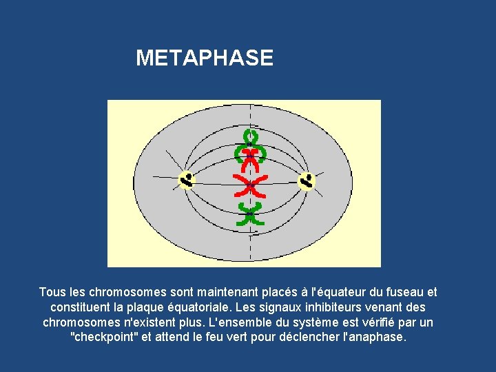 METAPHASE Tous les chromosomes sont maintenant placés à l'équateur du fuseau et constituent la
