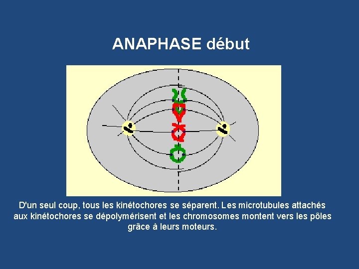 ANAPHASE début D'un seul coup, tous les kinétochores se séparent. Les microtubules attachés aux
