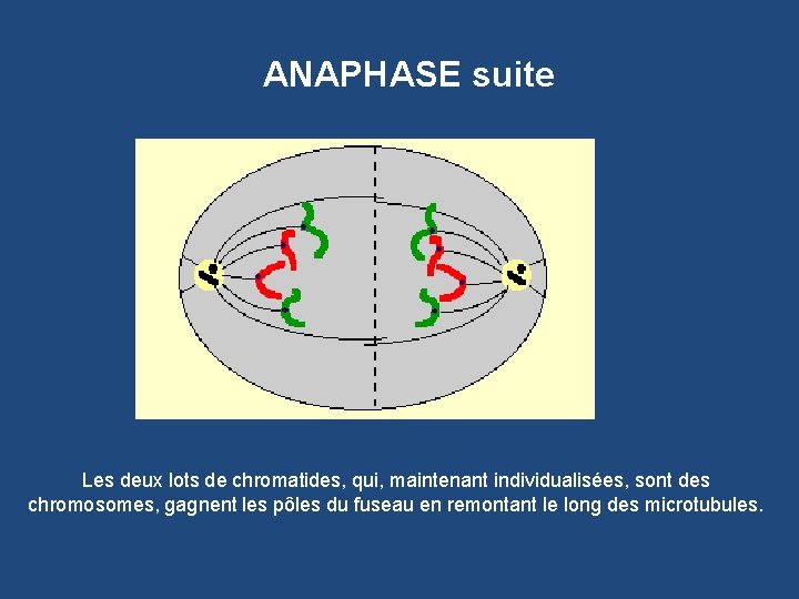 ANAPHASE suite Les deux lots de chromatides, qui, maintenant individualisées, sont des chromosomes, gagnent