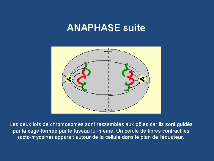 ANAPHASE suite Les deux lots de chromosomes sont rassemblés aux pôles car ils sont