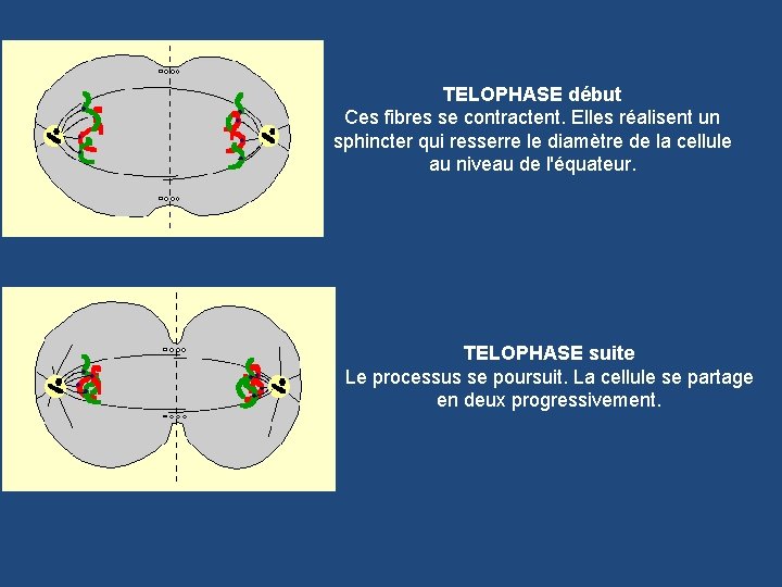 TELOPHASE début Ces fibres se contractent. Elles réalisent un sphincter qui resserre le diamètre