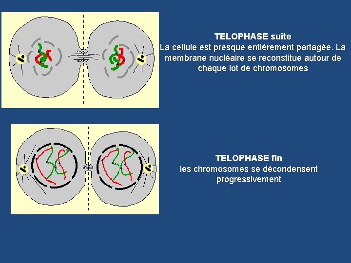 TELOPHASE suite La cellule est presque entièrement partagée. La membrane nucléaire se reconstitue autour