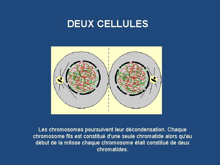 DEUX CELLULES Les chromosomes poursuivent leur décondensation. Chaque chromosome fils est constitué d'une seule