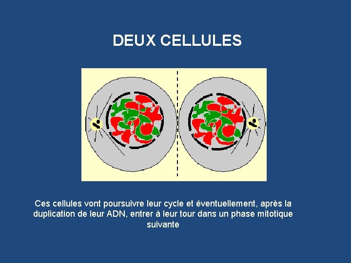 DEUX CELLULES Ces cellules vont poursuivre leur cycle et éventuellement, après la duplication de