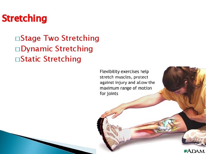 Stretching � Stage Two Stretching � Dynamic Stretching � Static Stretching 
