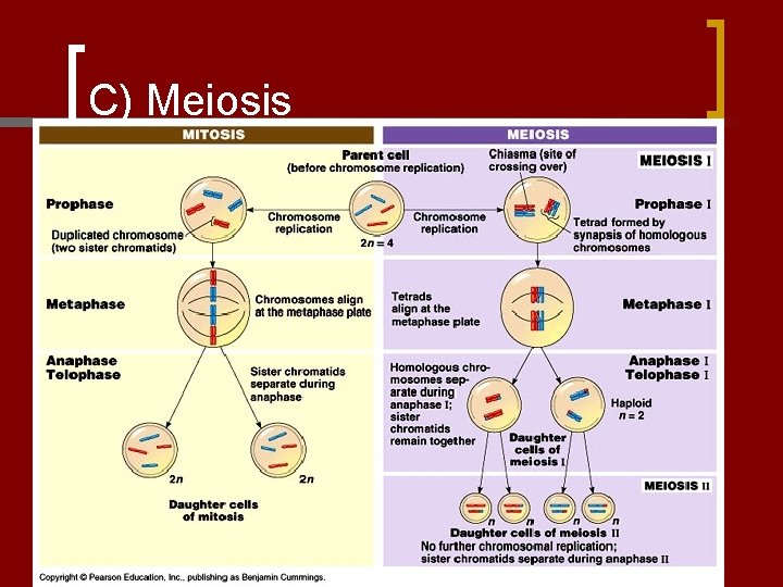 C) Meiosis 
