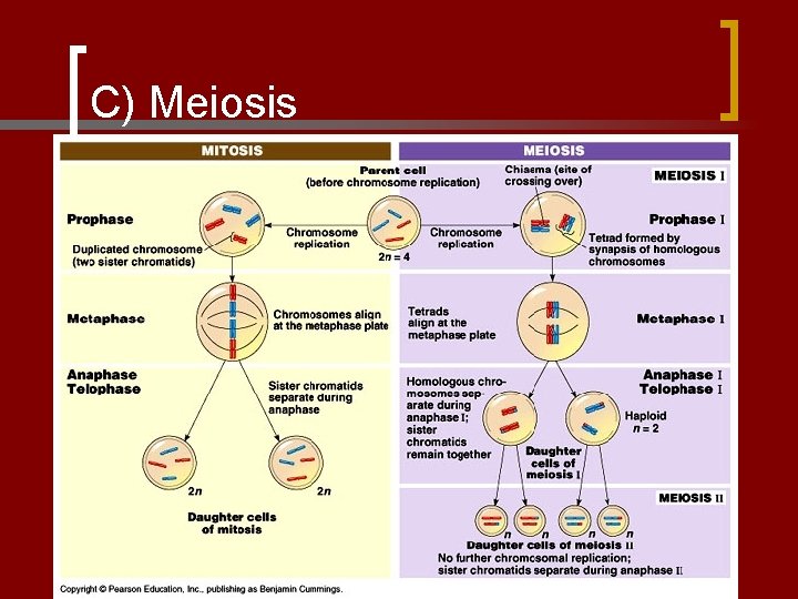 C) Meiosis 