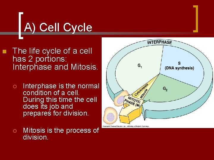A) Cell Cycle n The life cycle of a cell has 2 portions: Interphase